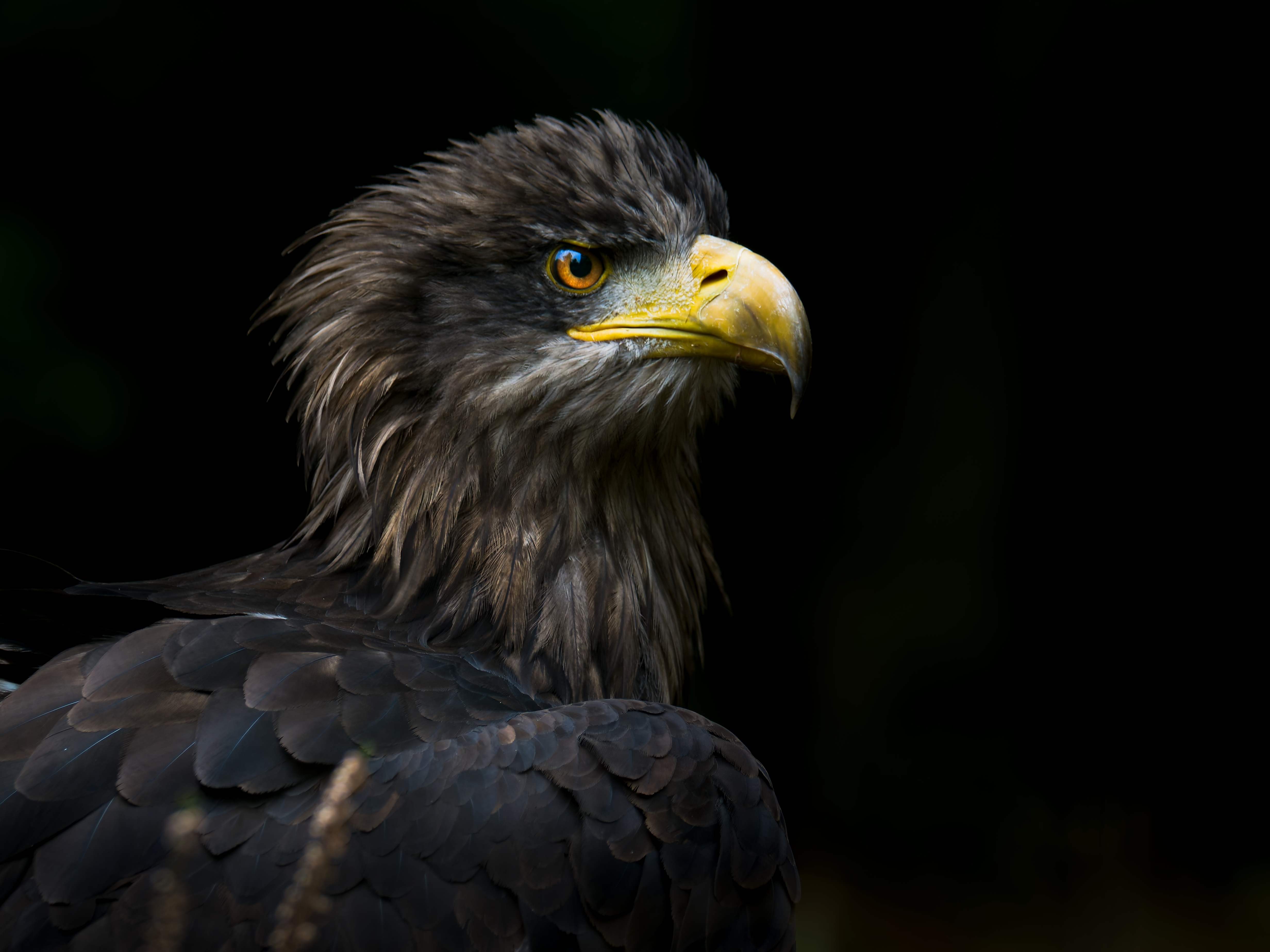 Havørnsafari med RIB