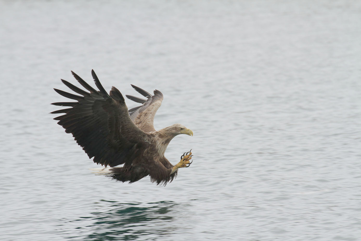 Havørnsafari med rib fra Henningsvær