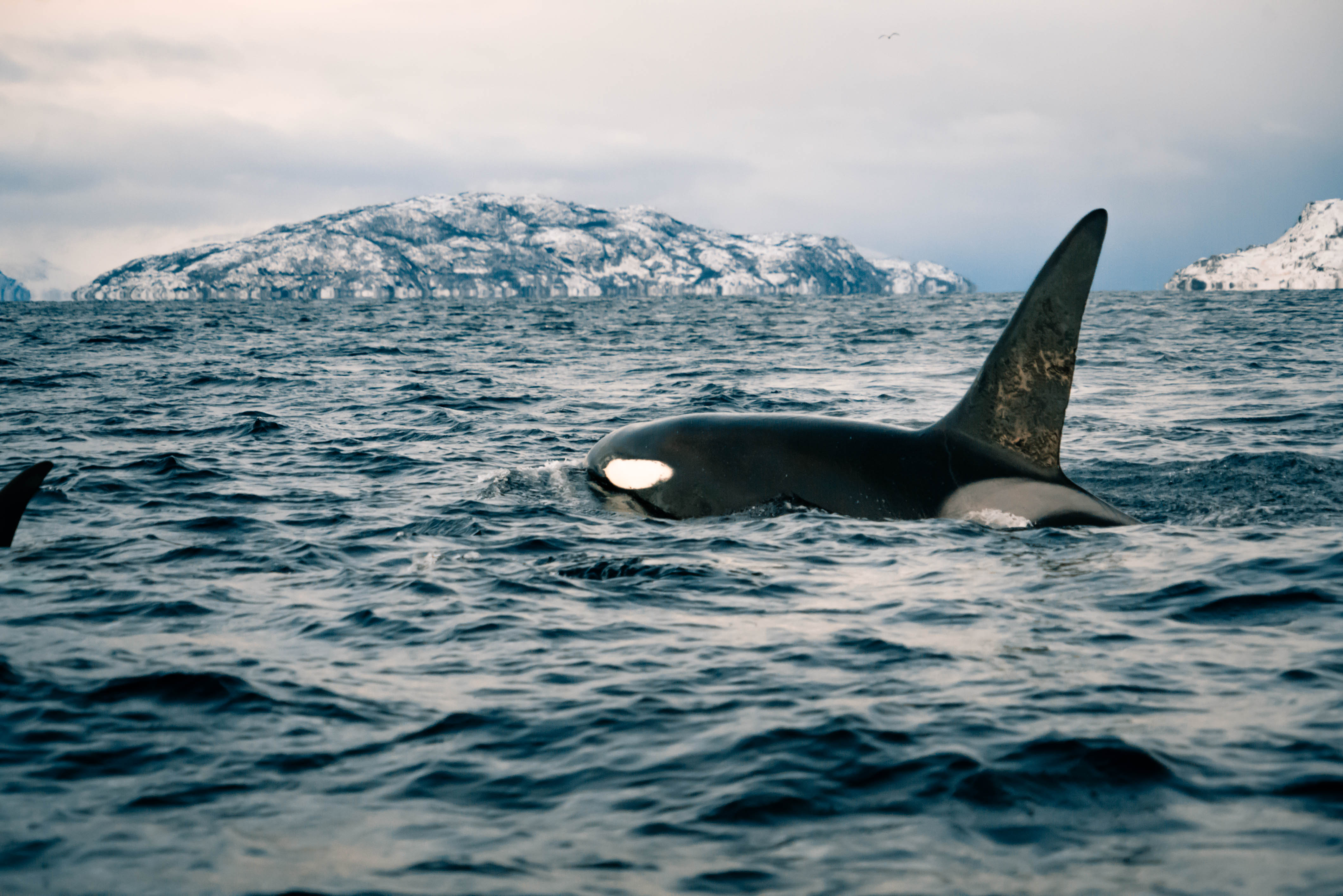 Cruise Fjord & Whale Adventure
