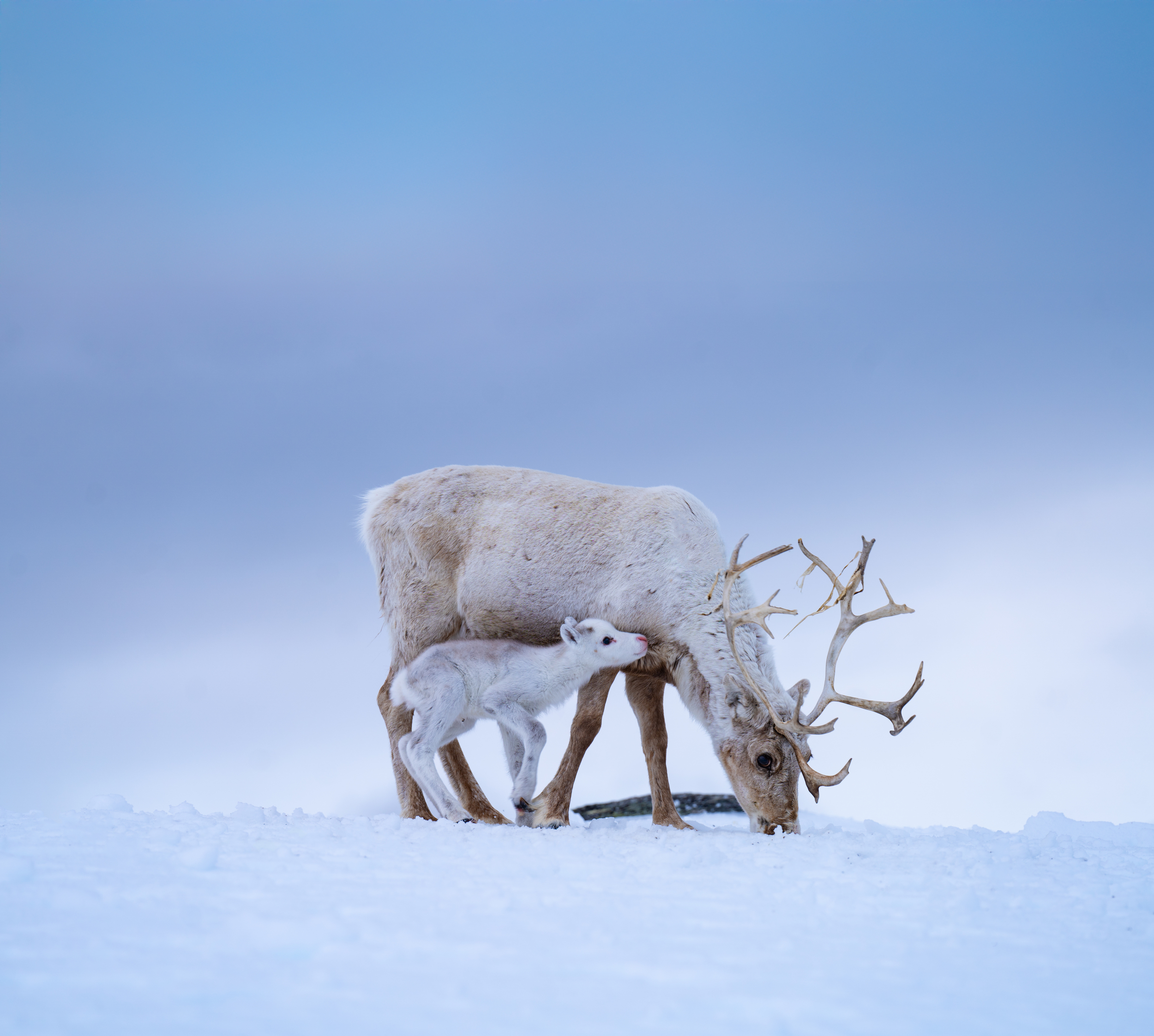 Reindeer Calving Experience in the Arctic Mountains