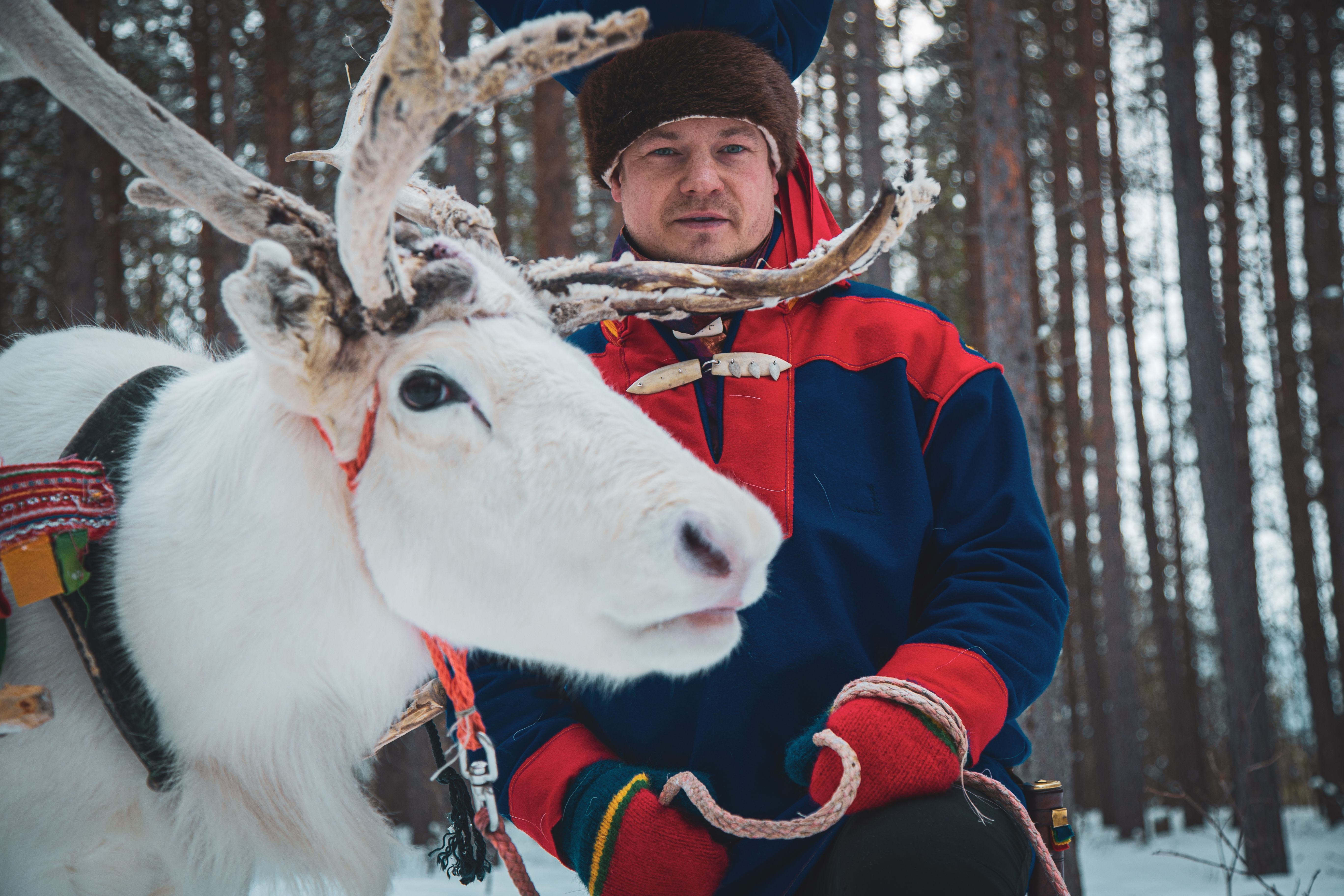 Reindeer sleigh ride