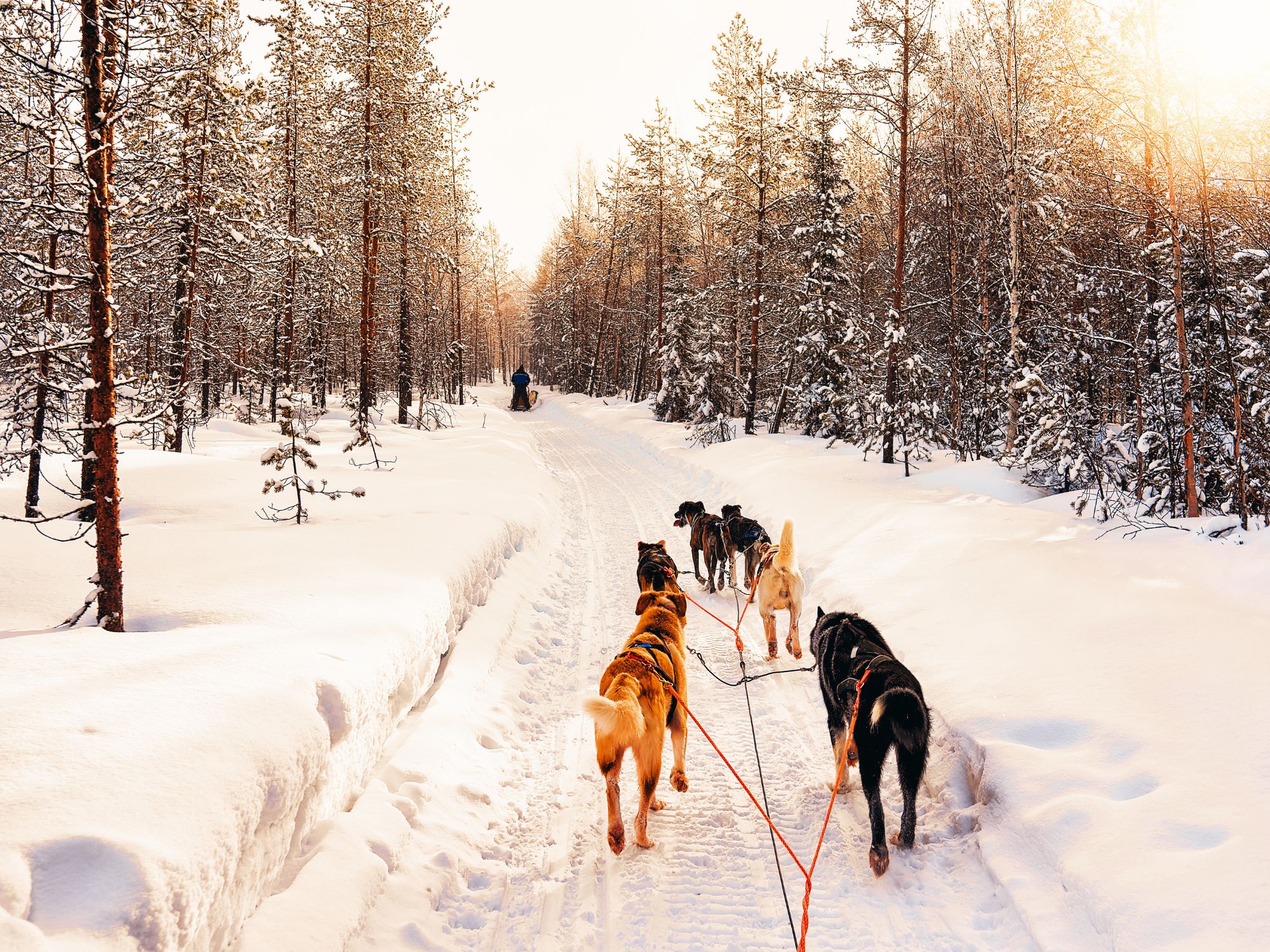 Hundesledetur i Alta