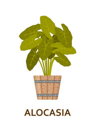 Alocasia