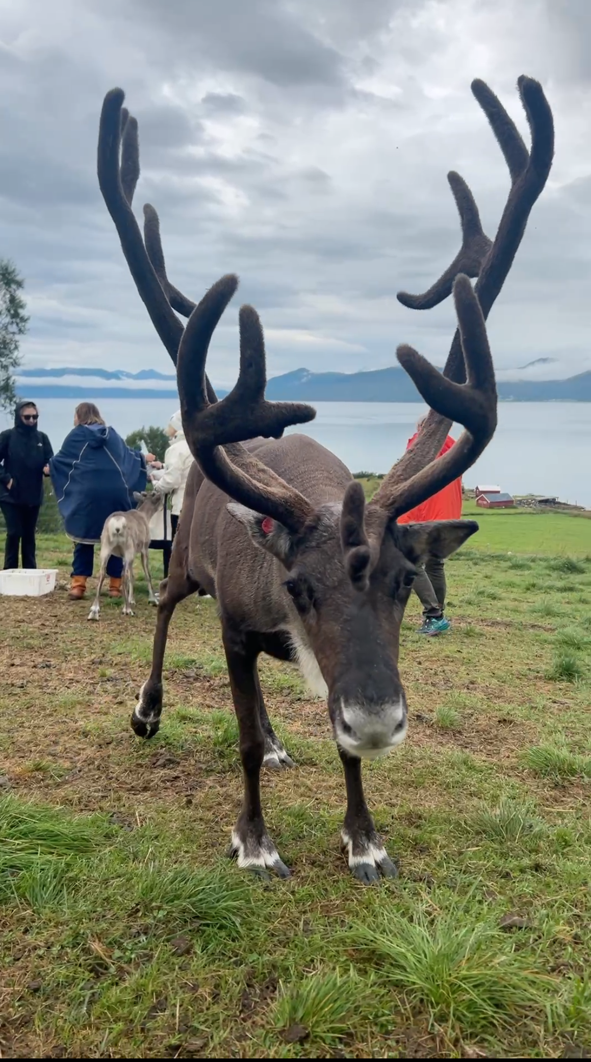 Malangen: Reindeer feeding and Sami culture - Day Tour