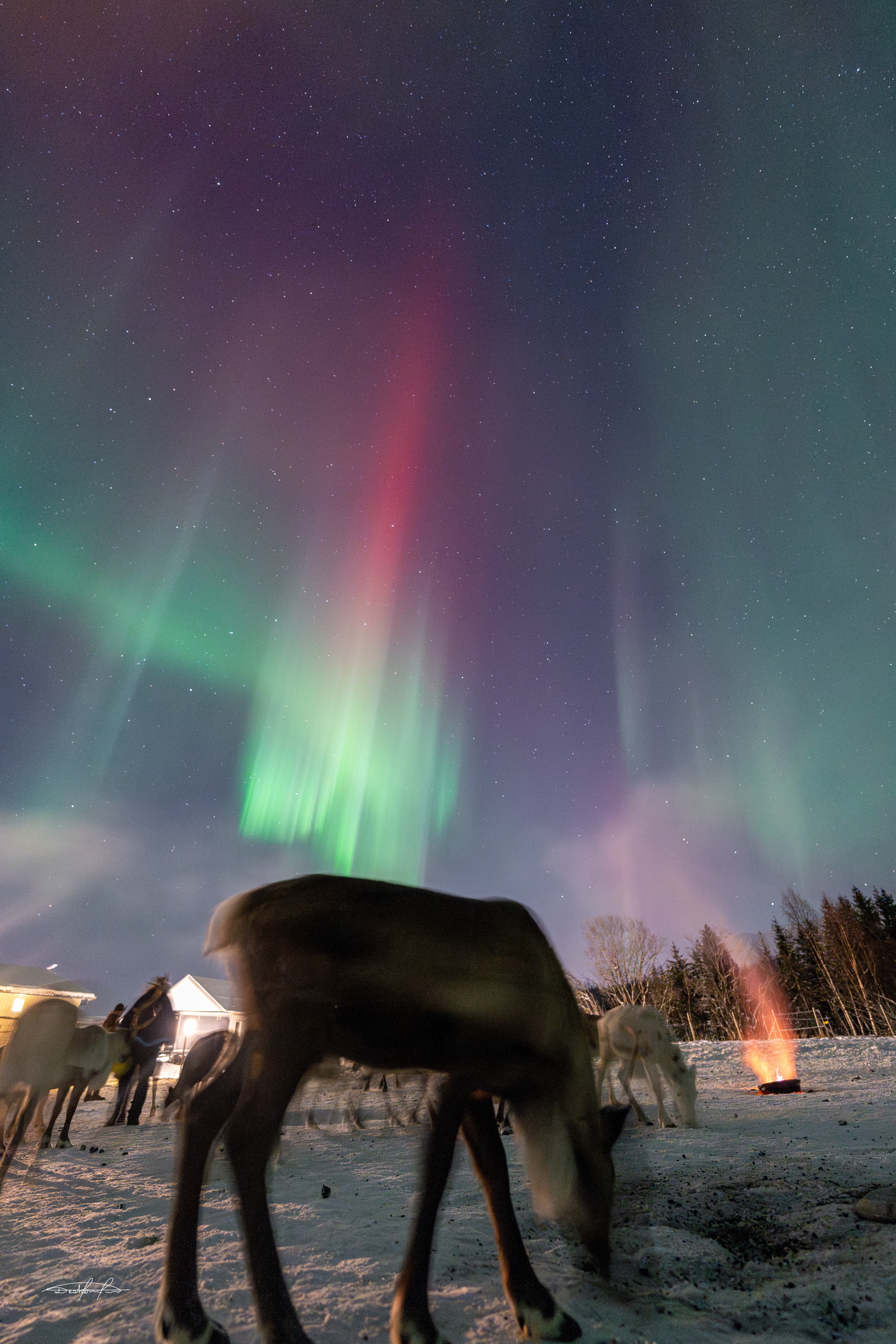 Feed the Herd, Feel the North in Malangen- Night Tour