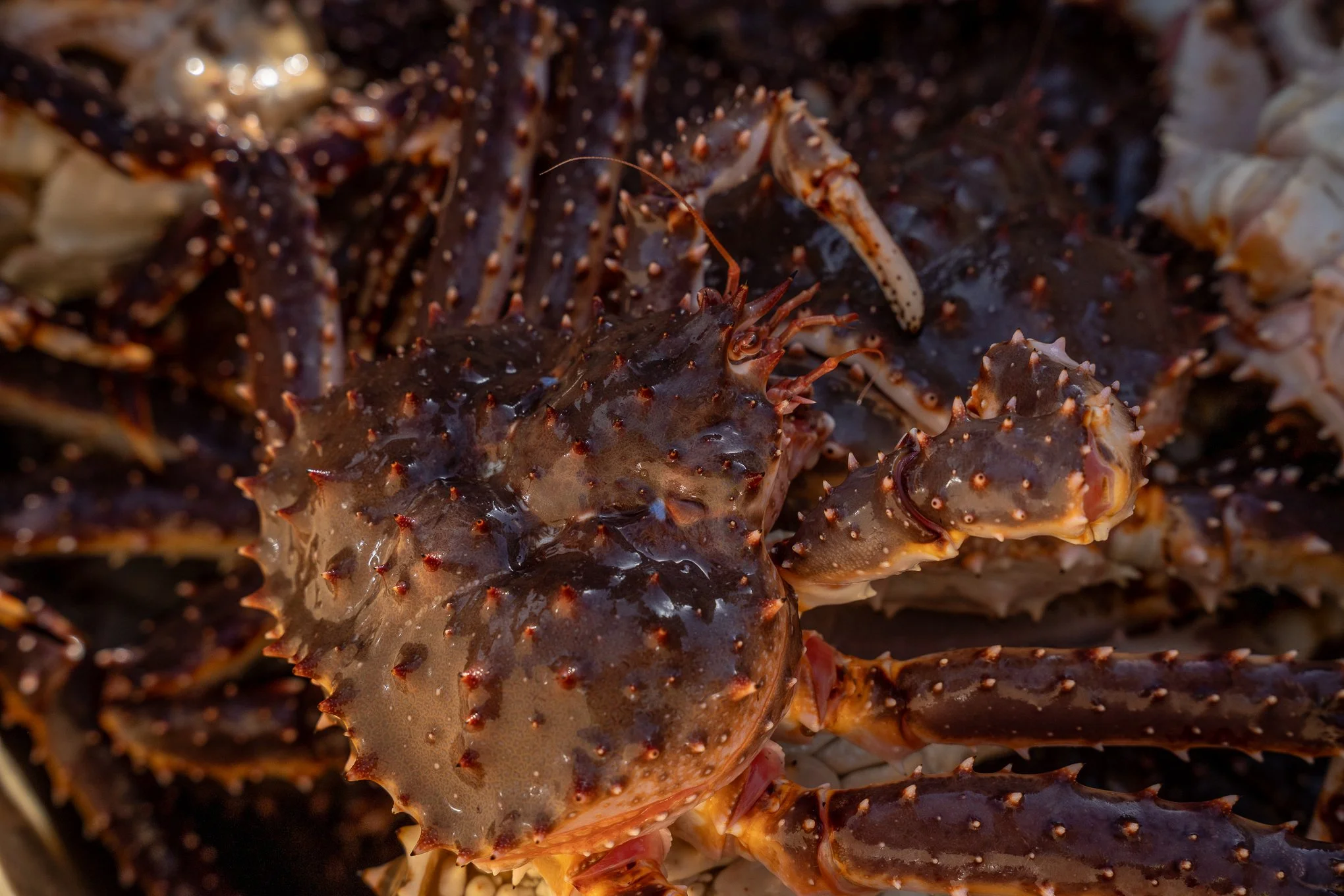 King Crab Fishing Tour
