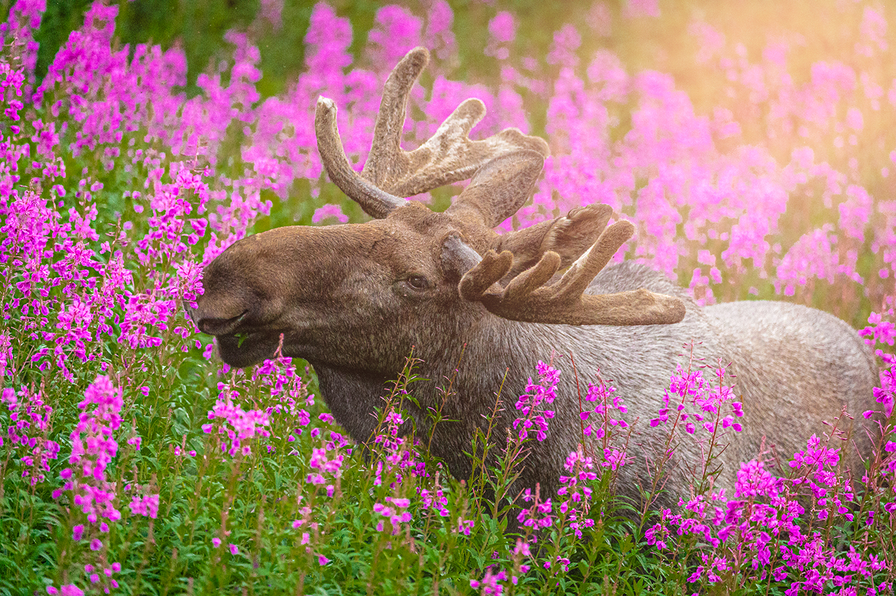 Lofoten Wildlife Safari