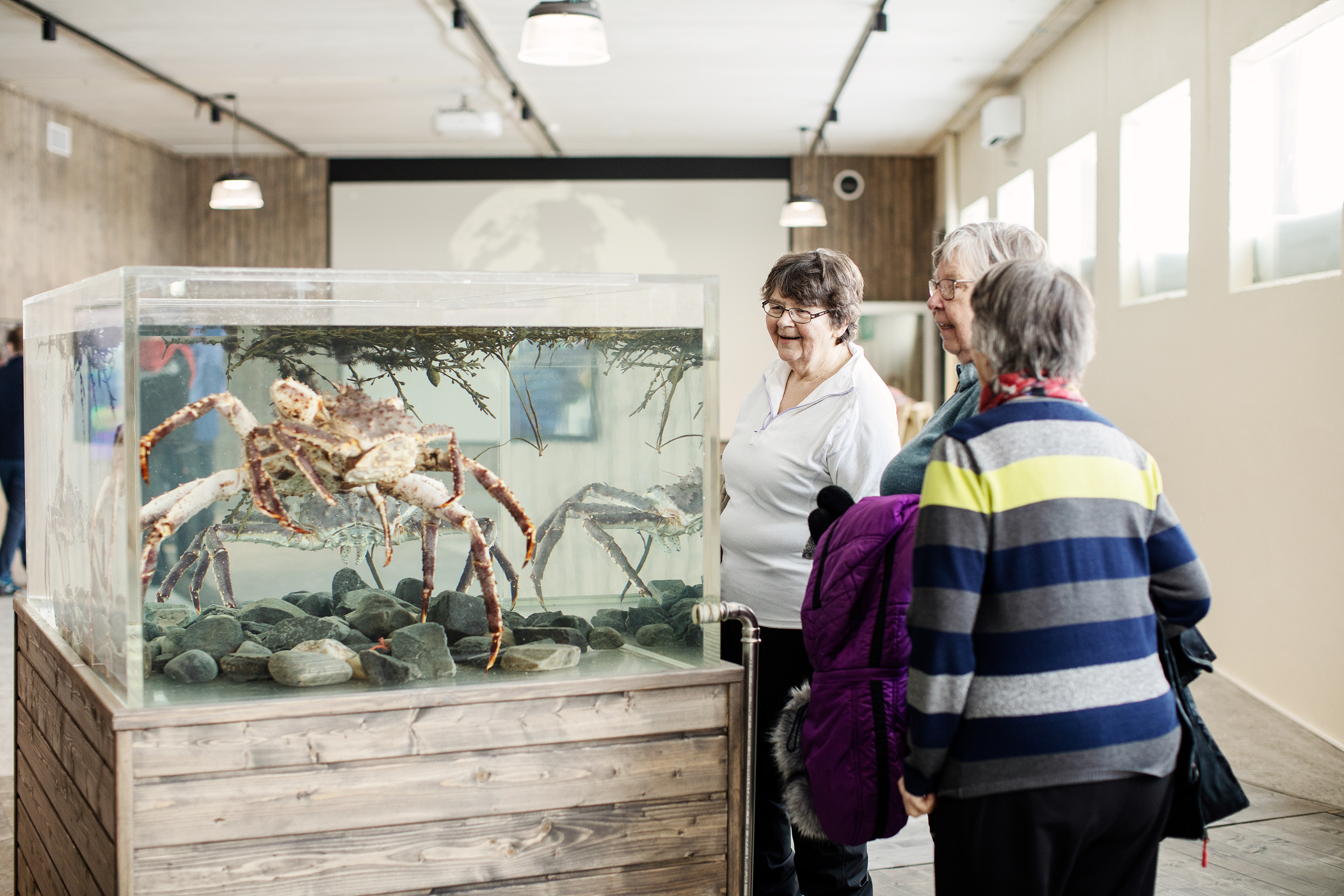 Guided Fish Factory Tour