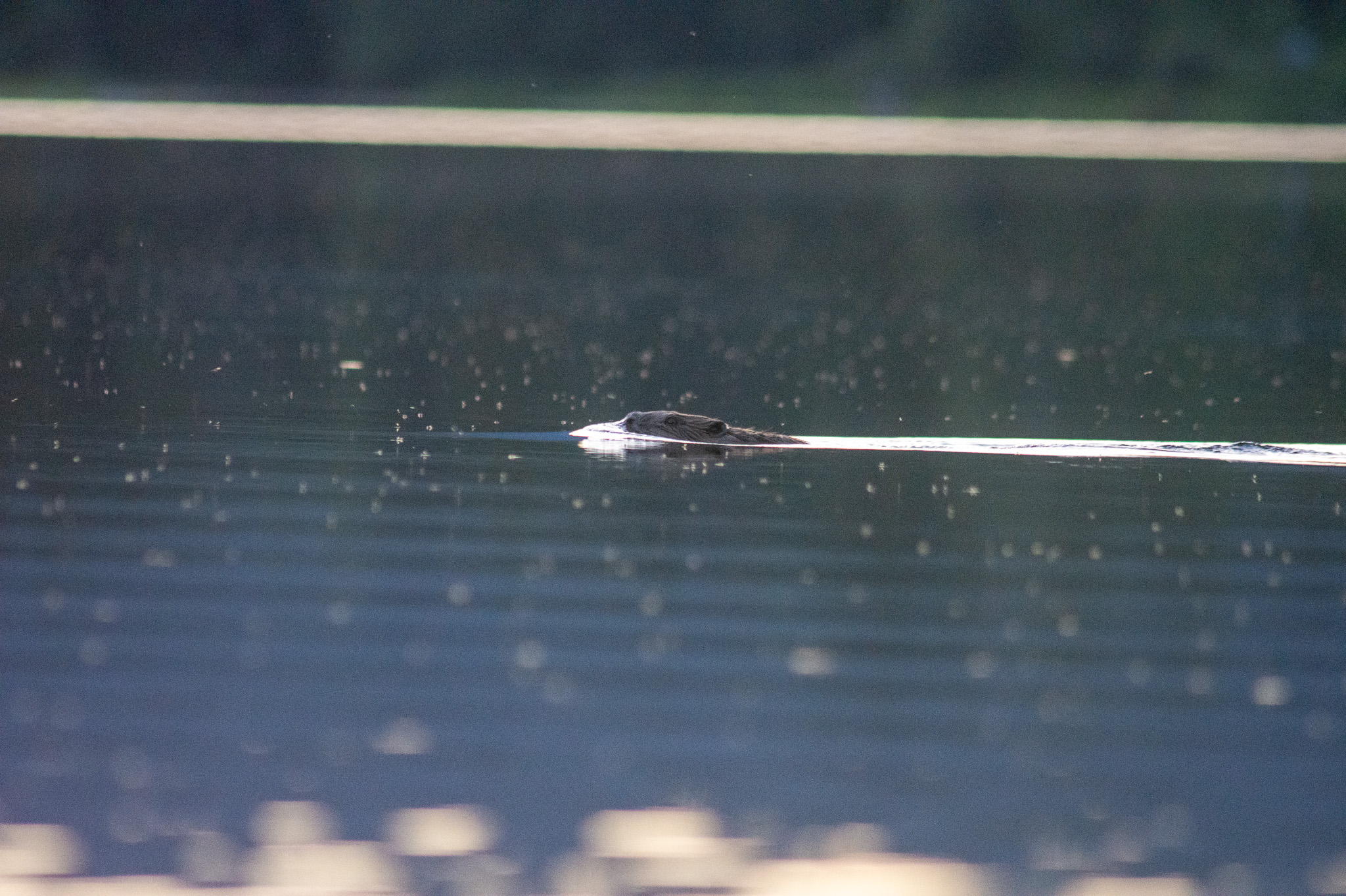 Wildlife Safari on Ådalselva River 