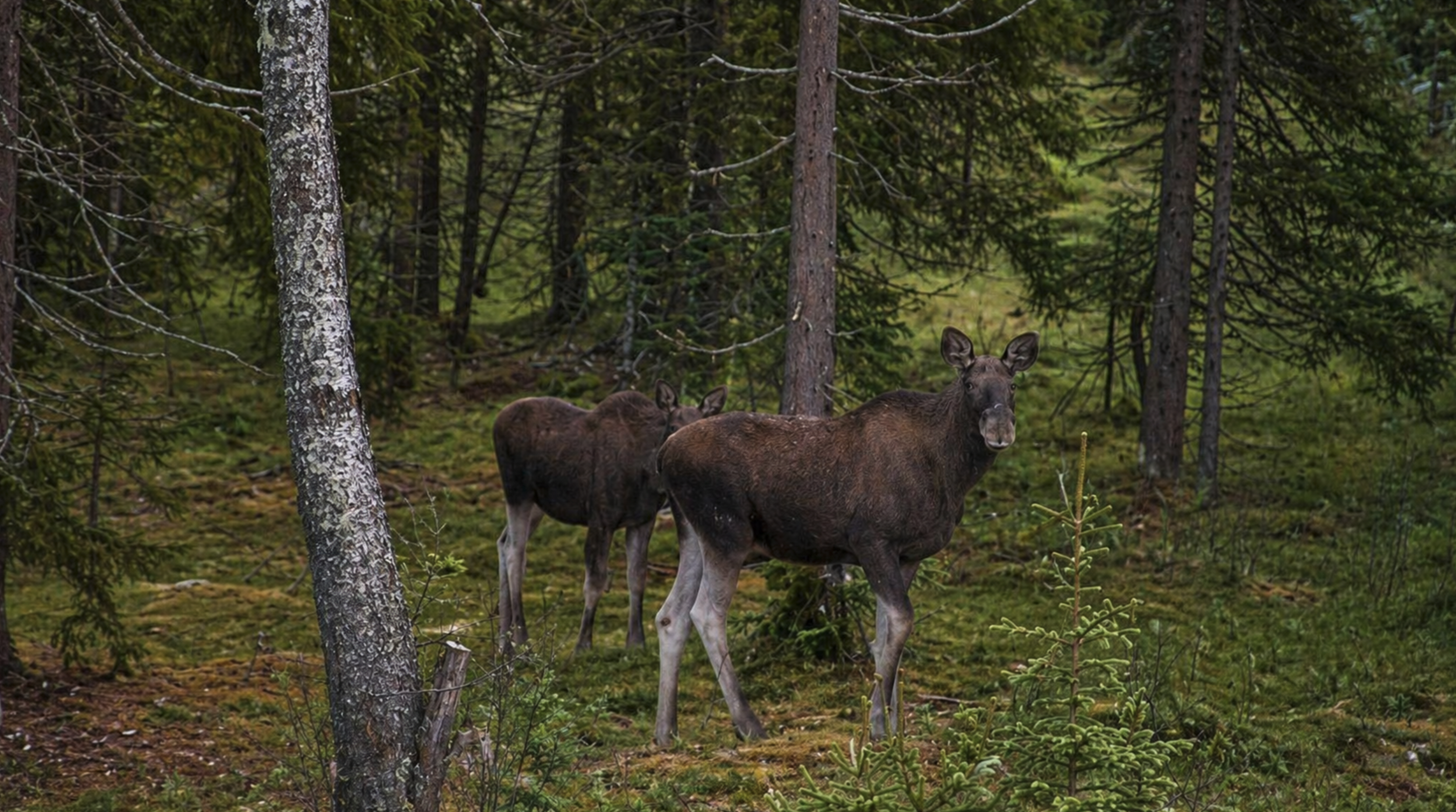 Meet the King of the woods