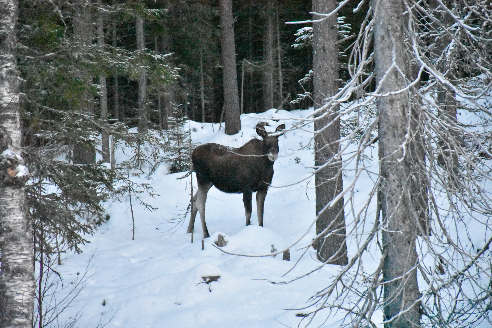 Exclusive Moose Safari in the Norwegian Forest