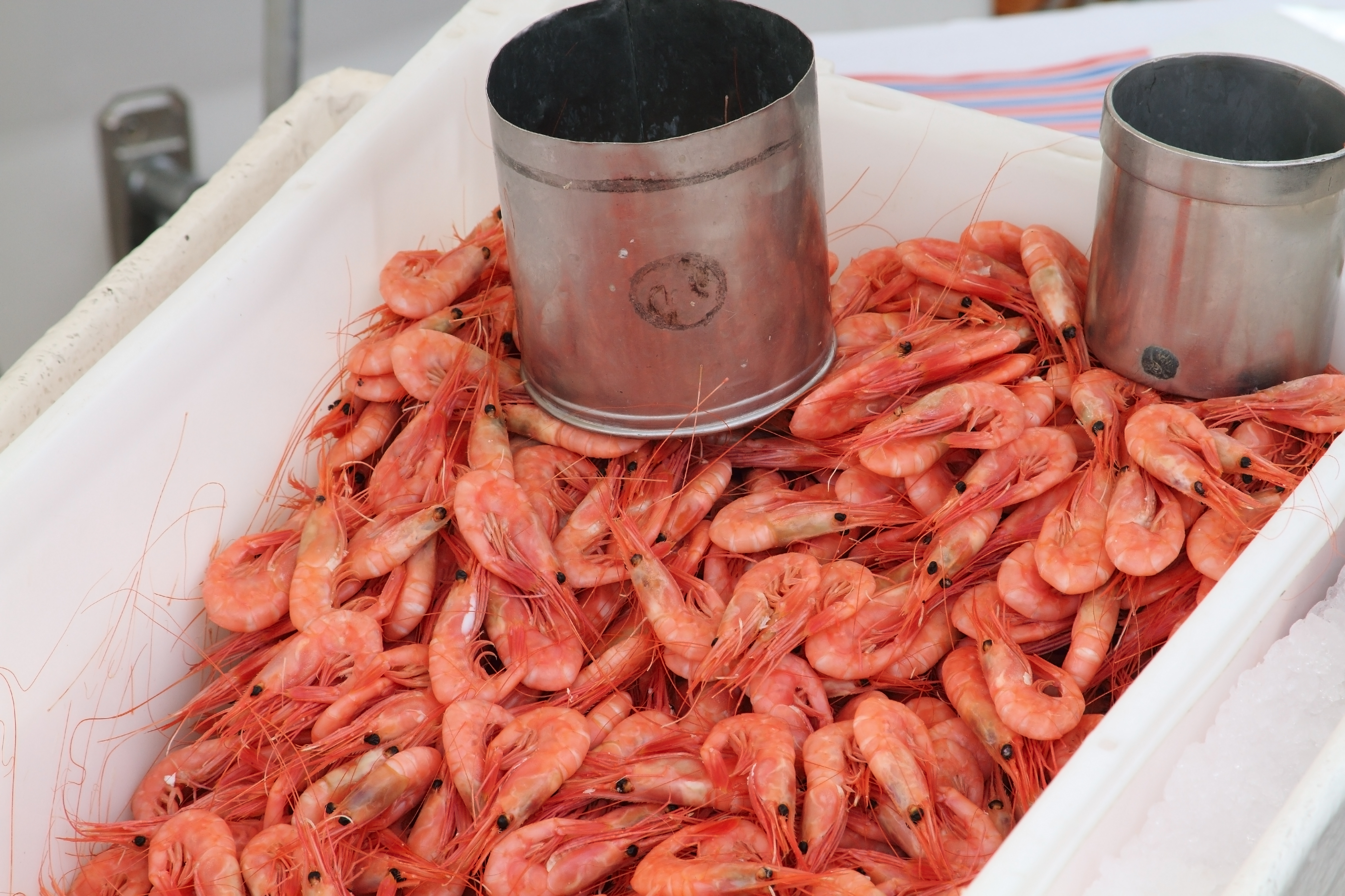 Fjordcruise med reker for to