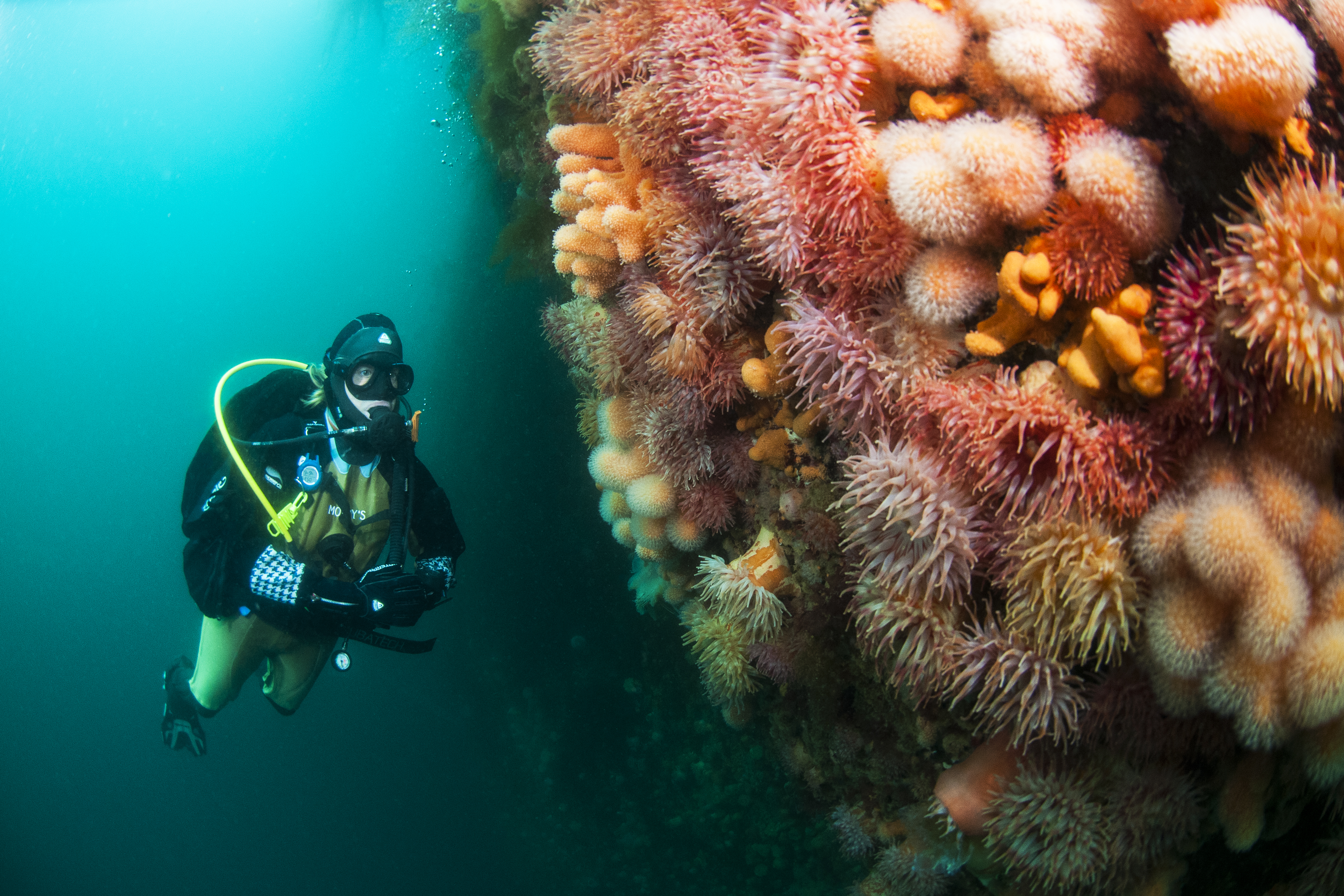 Full Day Scuba Diving with equipment