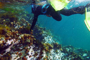 (summer) Snorkeling with Seals