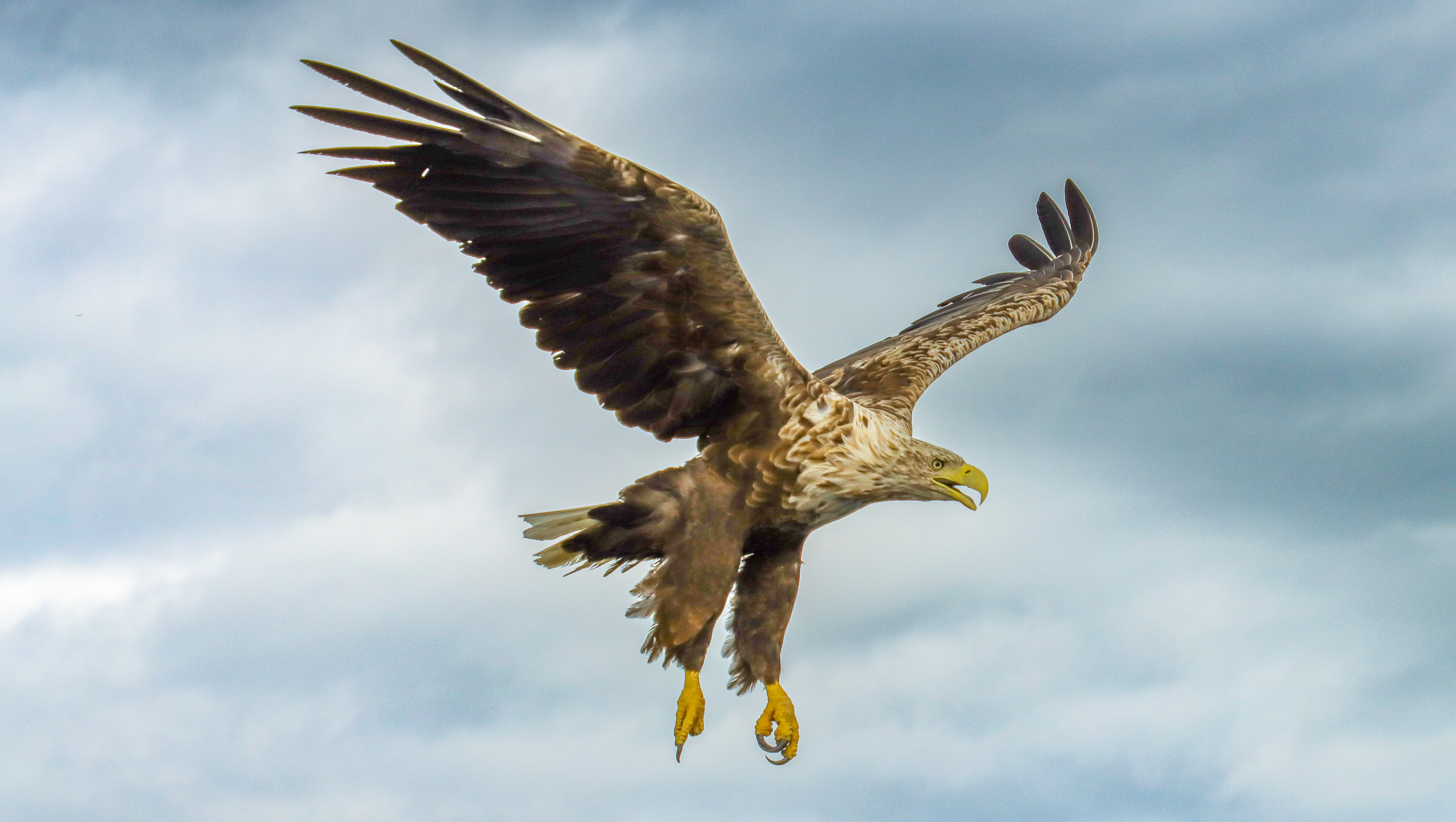 Sea Eagle/Seals safari