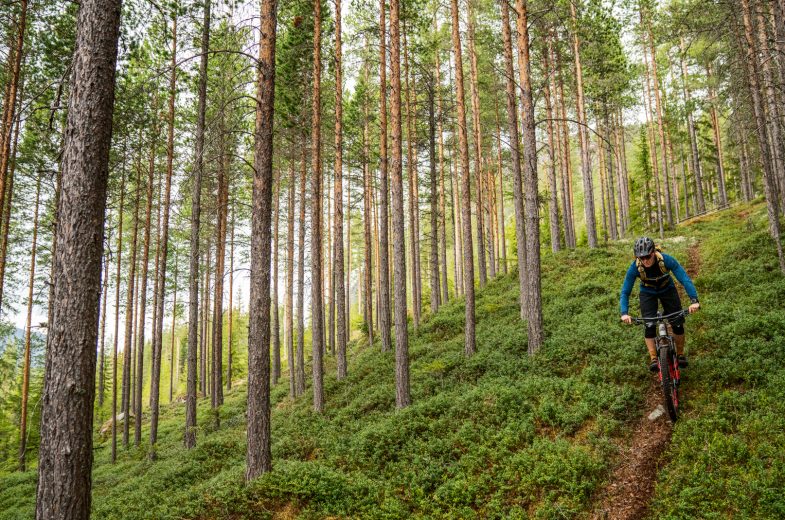 Dagsguiding og kurs