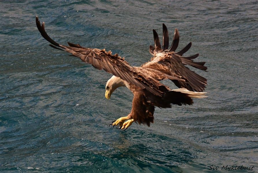 Ørnegaranti - RIB havørn safari til Trollfjord
