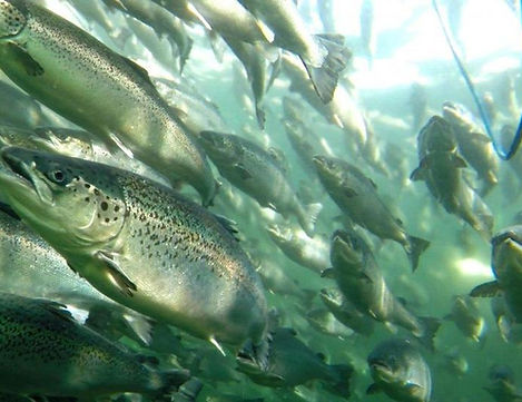 IsQueen Lofoten Salmon Center