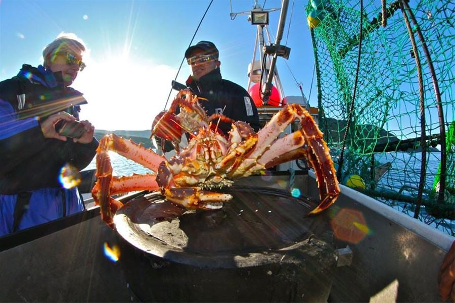 Creatures of the Barents Sea