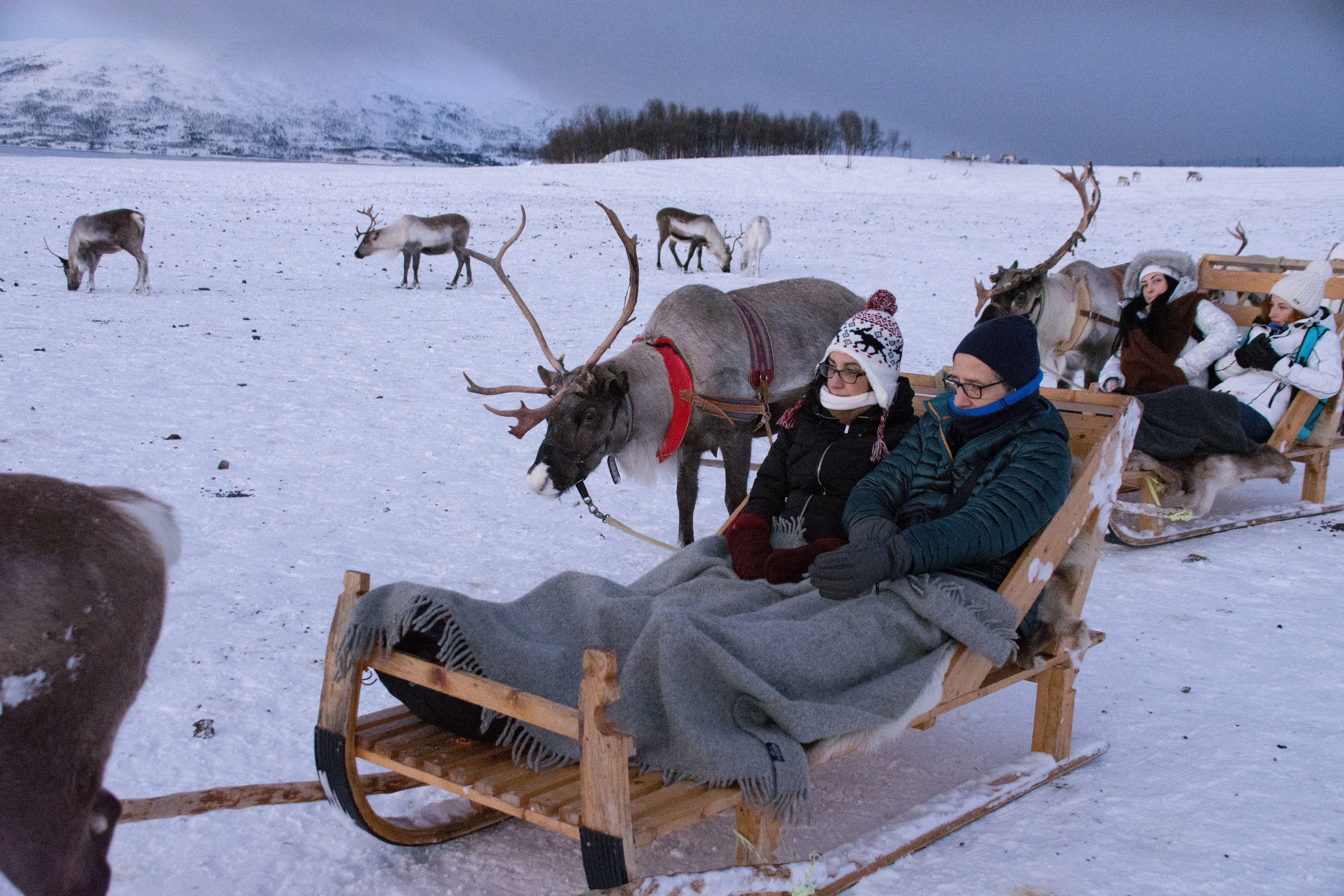 Samisk Kultur og Kort Reinkjøring
