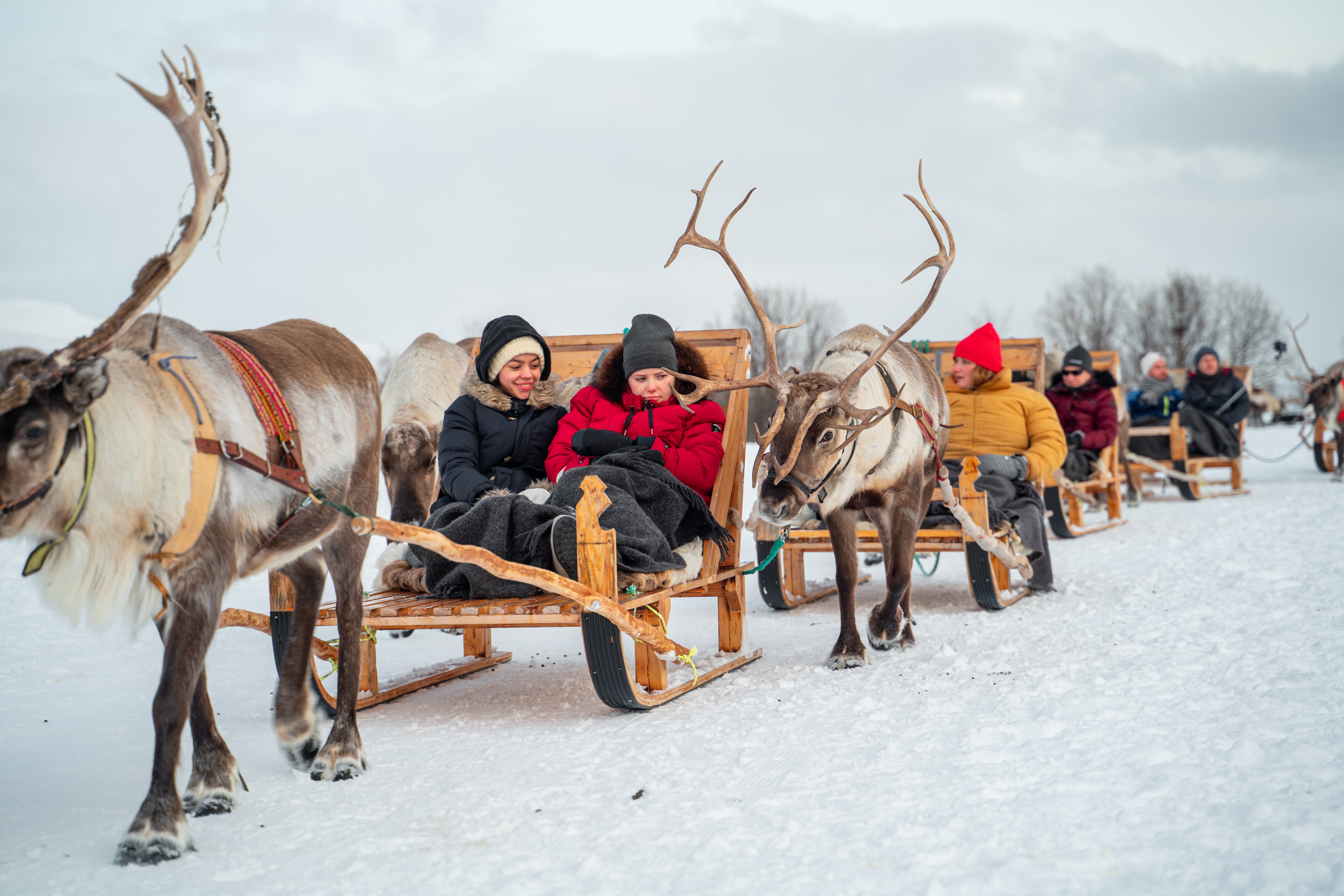 Samisk Kultur og Lang Reinkjøring