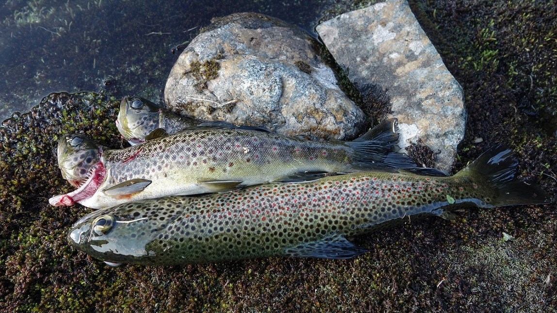 Sykkel- og fisketur i fjellet
