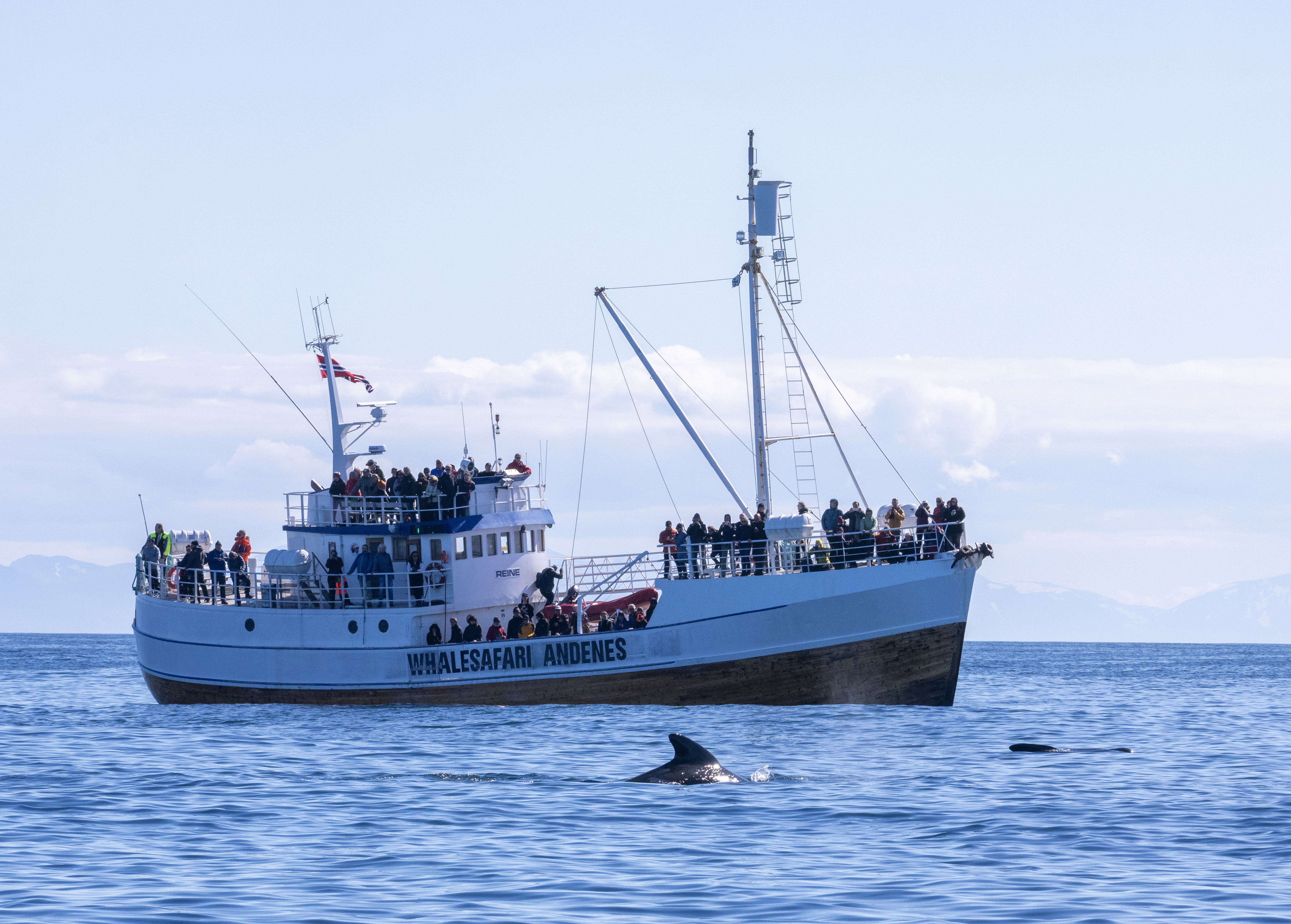 Hvalsafari Andenes med stor båt
