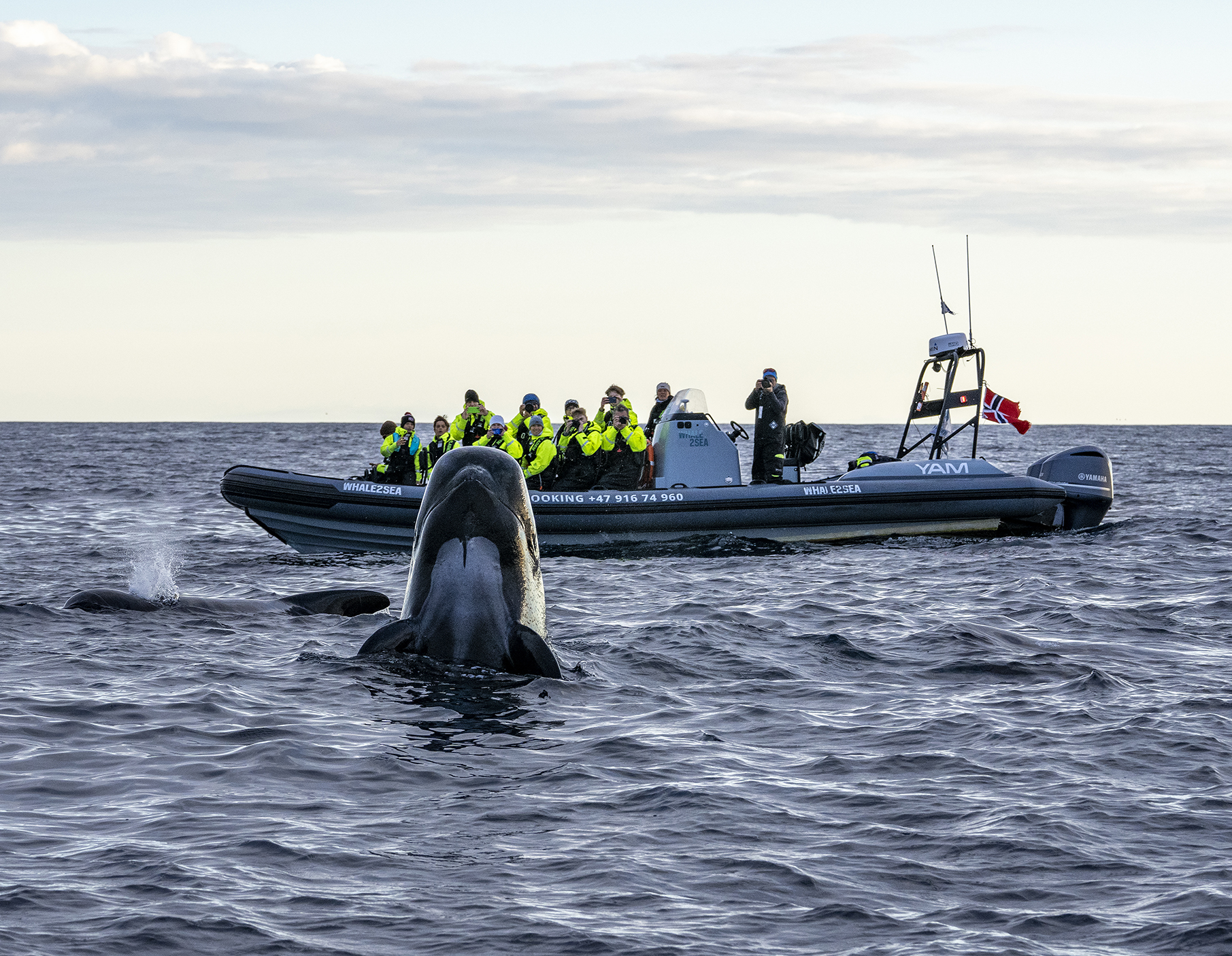 Sommer hvalsafari fra Andenes med RIB