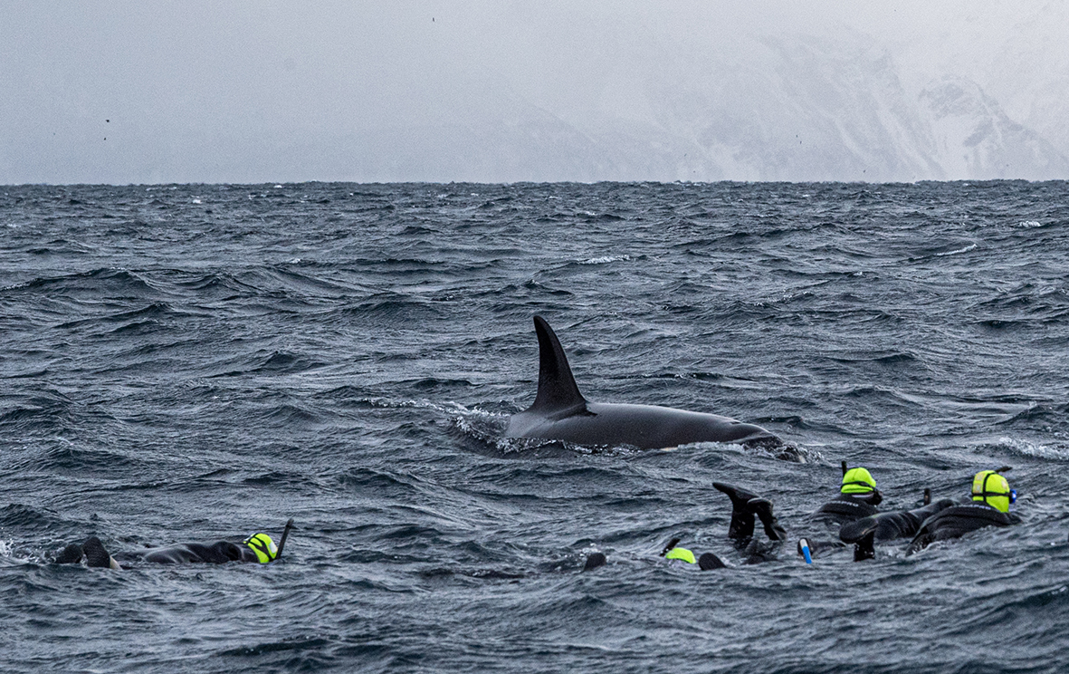 Snorkling med orca
