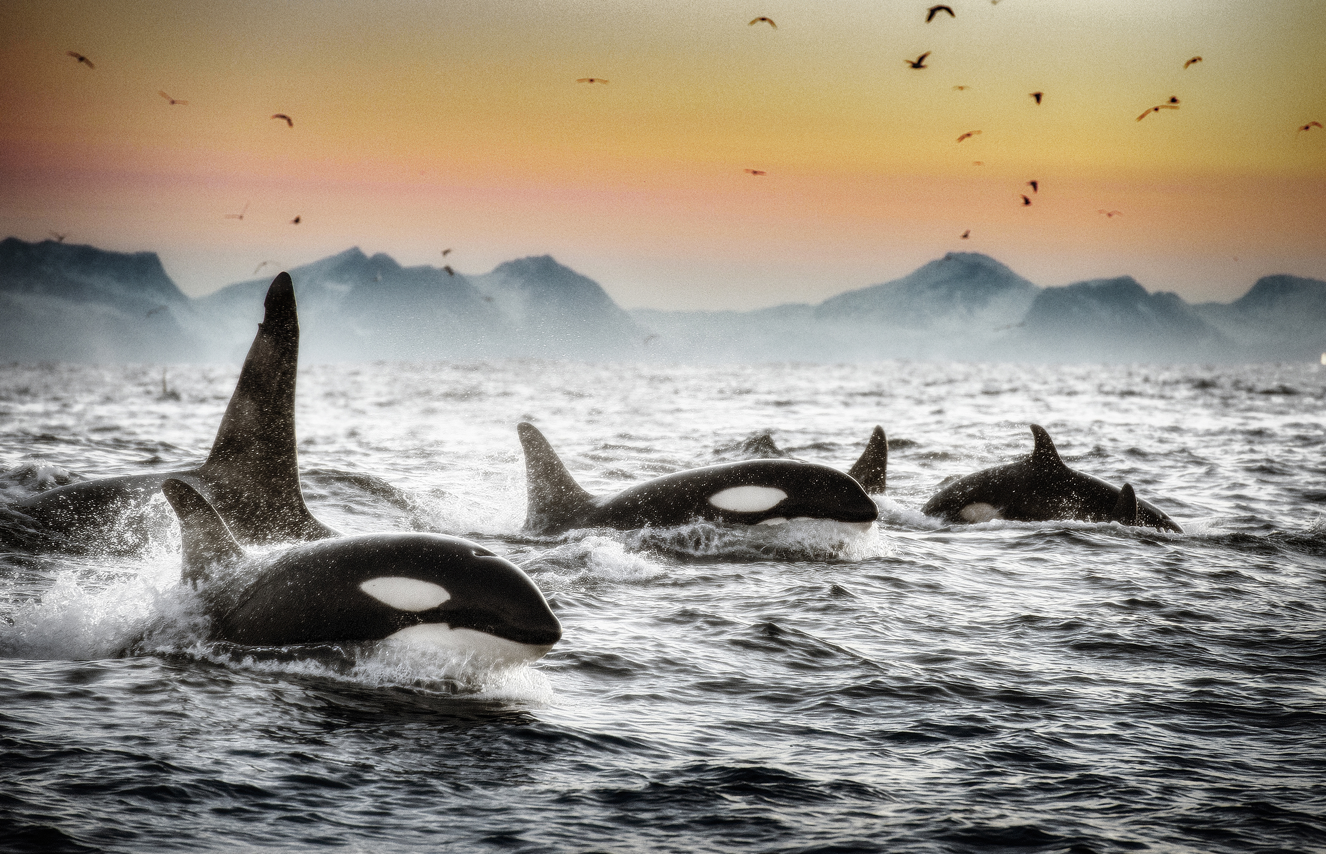 Hvalsafari Skjervøy RIB